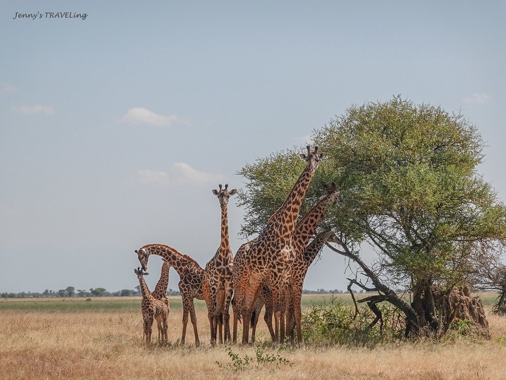 Africa＊坦尚尼亞獵遊 當地旅行社推薦 Safari I