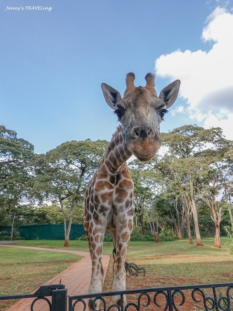 Africa＊肯亞奈洛比。長頸鹿莊園 Giraffe Man