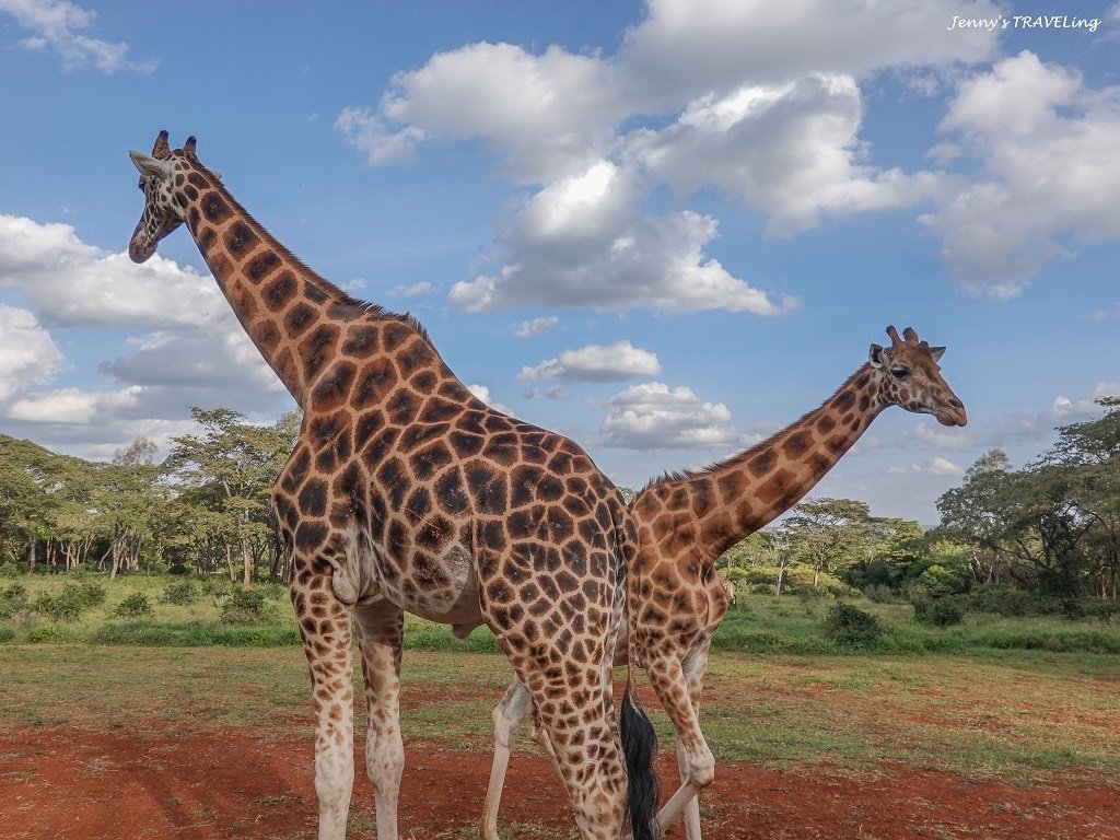 Africa＊肯亞奈洛比。長頸鹿莊園 Giraffe Man