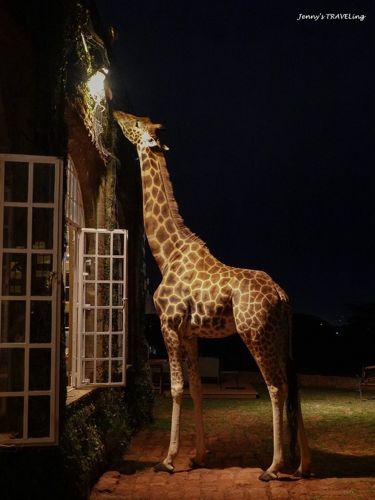 Africa＊肯亞奈洛比。長頸鹿莊園 Giraffe Man