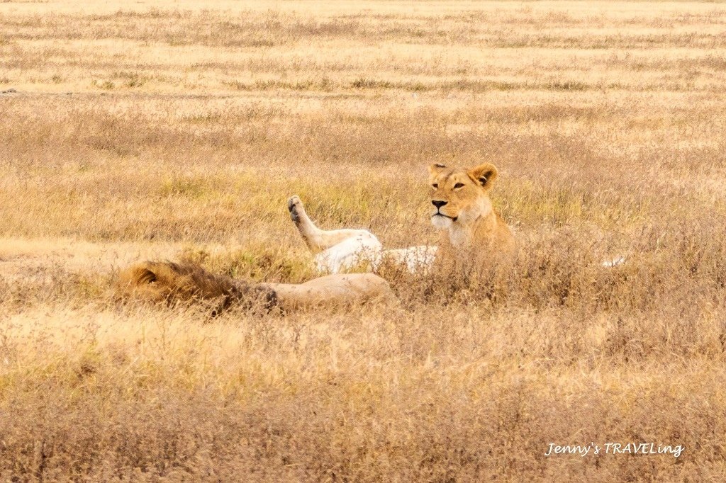 Africa＊坦尚尼亞獵遊 當地旅行社推薦 Safari I