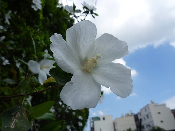 P1060010.JPG