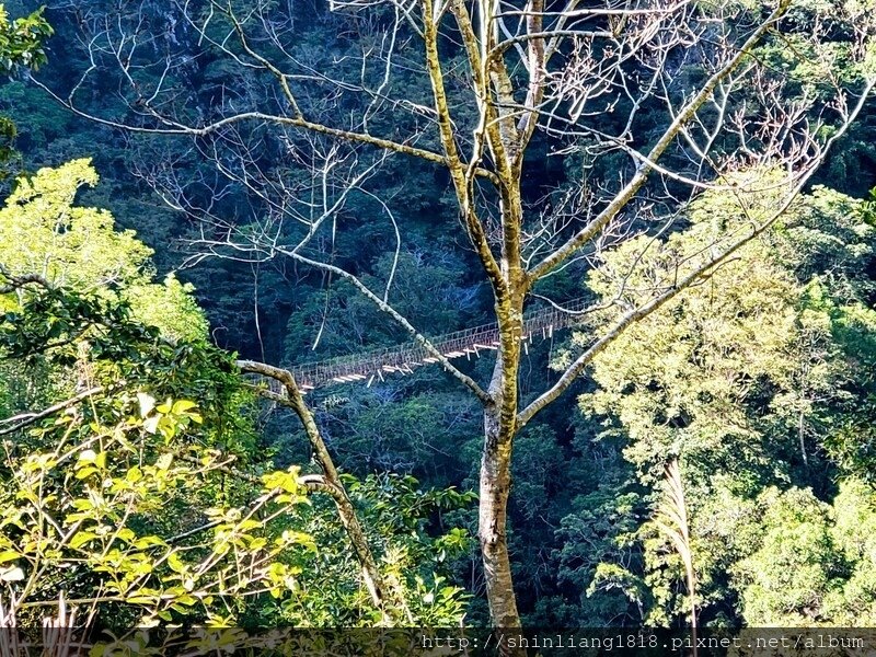 百年鶑橋 荻坂山 花蓮 太魯閣 親子登山