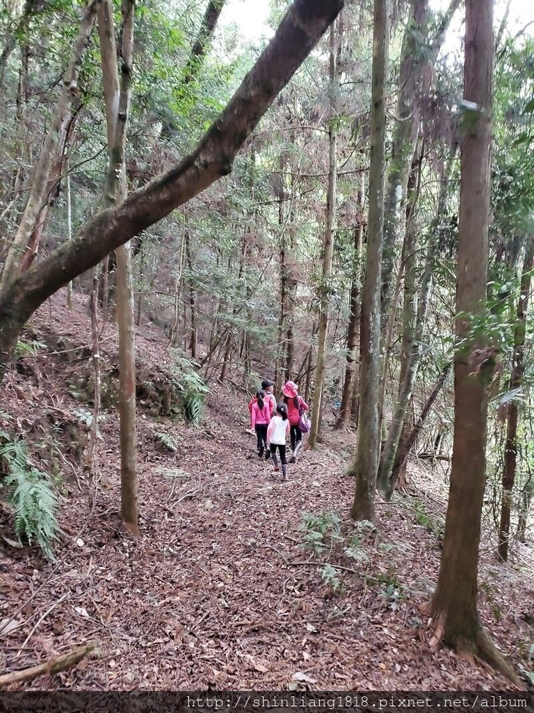 親子登山 北坑駐在所 雪見大板根 雪見遊憩區 北坑山