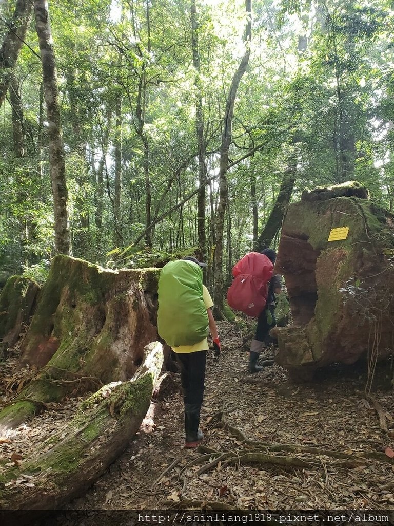 親子登山 北坑駐在所 雪見大板根 雪見遊憩區 北坑山