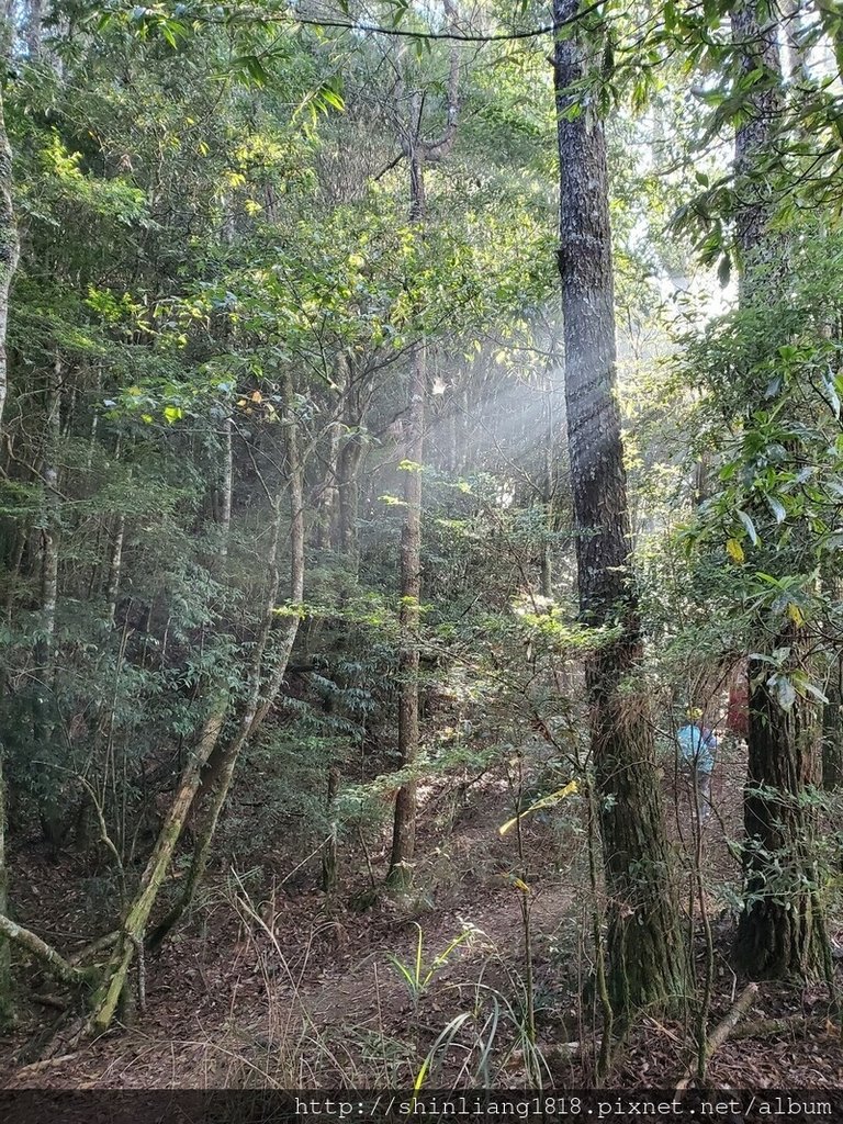 親子登山 北坑駐在所 雪見大板根 雪見遊憩區 北坑山