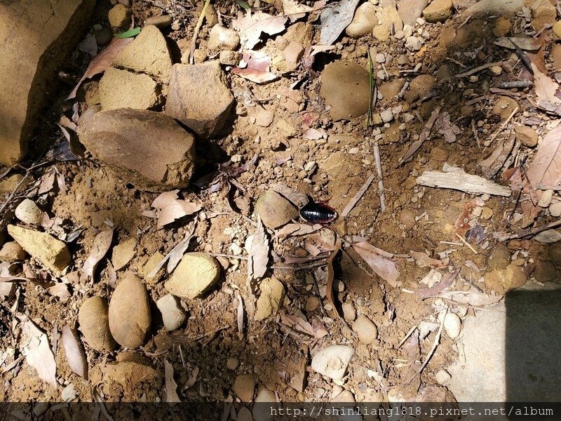 關西 石光古道 親子登山 登山 戶外活動