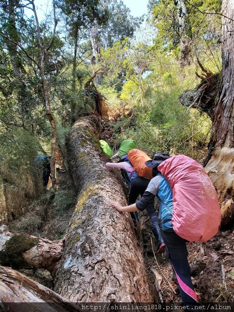 登山 親子登山 大霸尖山 小霸尖山 加利山