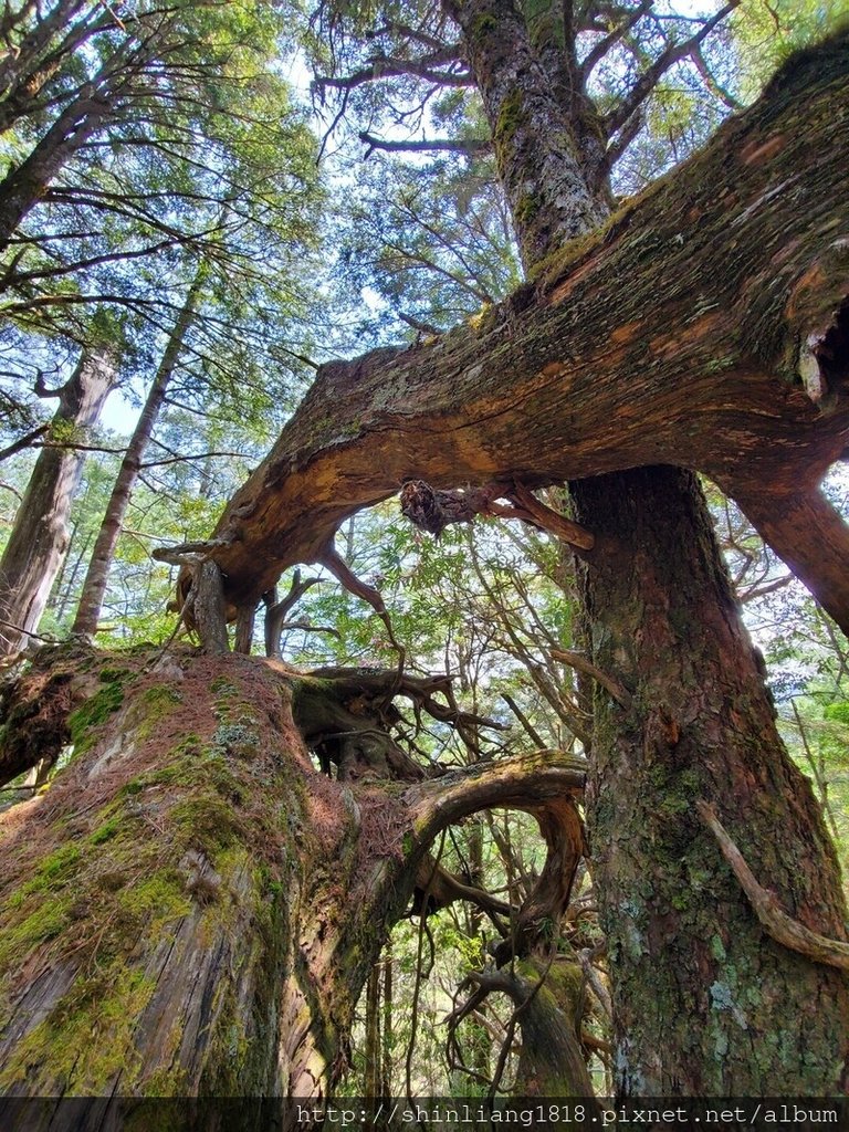 登山 親子登山 大霸尖山 小霸尖山 加利山