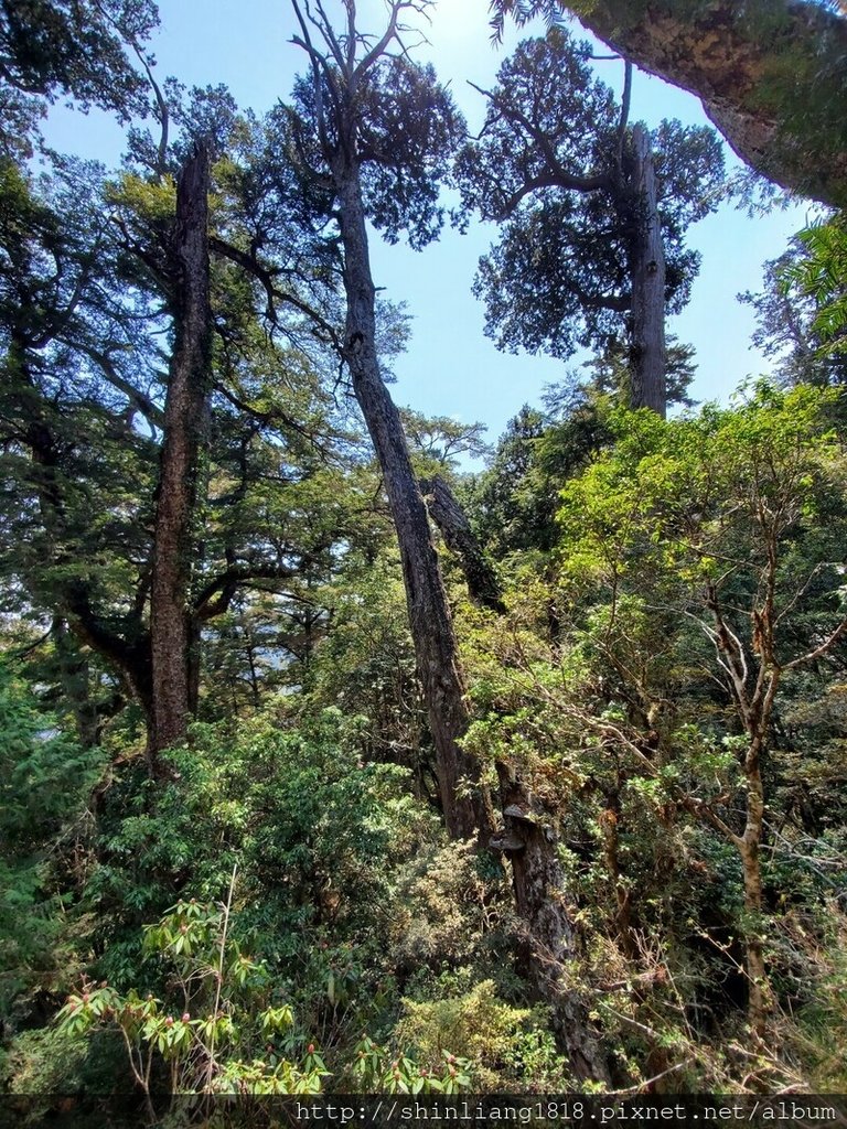 登山 親子登山 大霸尖山 小霸尖山 加利山