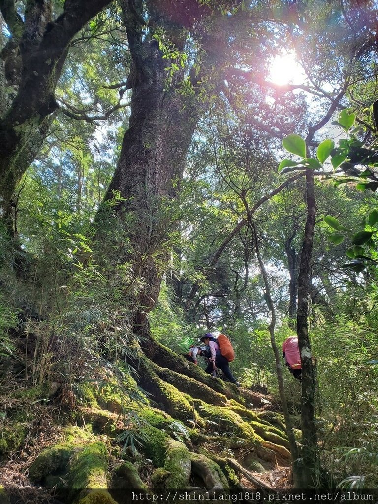 登山 親子登山 大霸尖山 小霸尖山 加利山