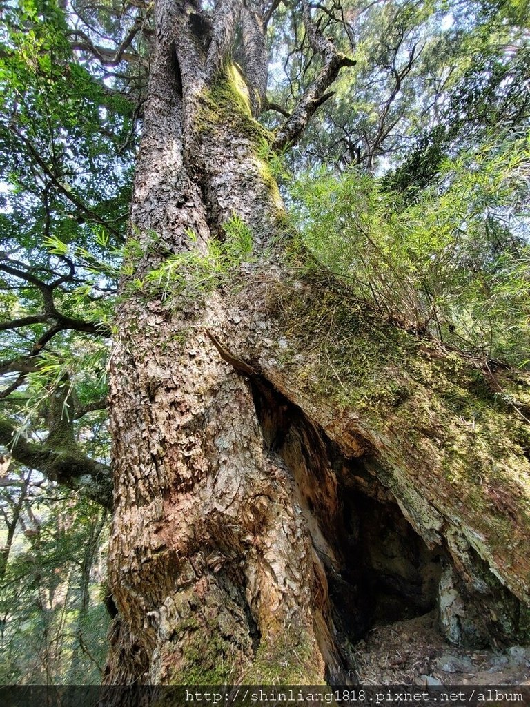 登山 親子登山 大霸尖山 小霸尖山 加利山