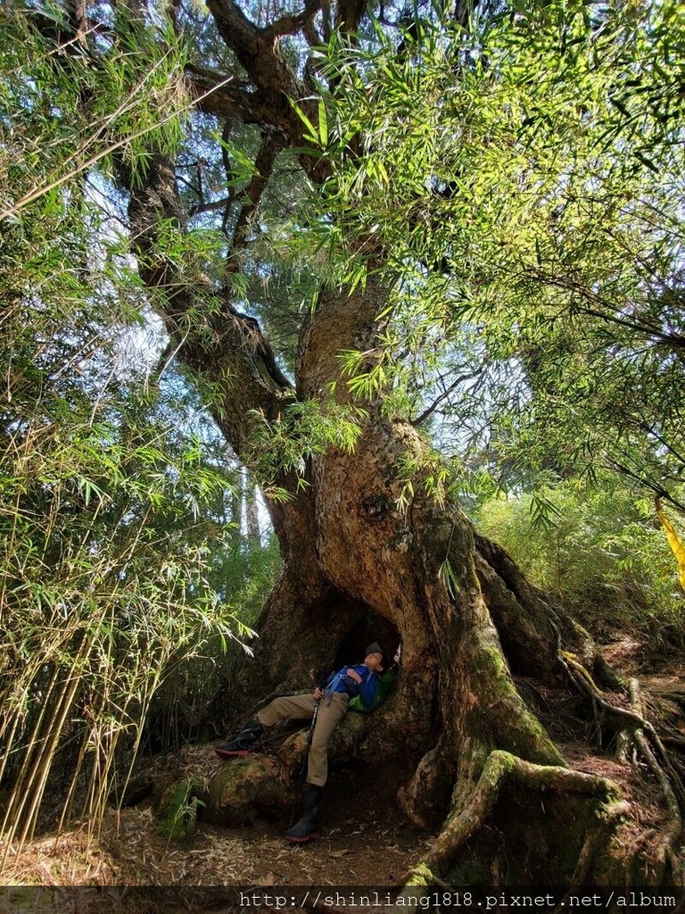 登山 親子登山 大霸尖山 小霸尖山 加利山