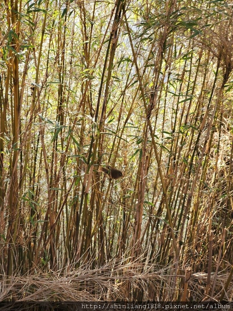 登山 親子登山 大霸尖山 小霸尖山 加利山