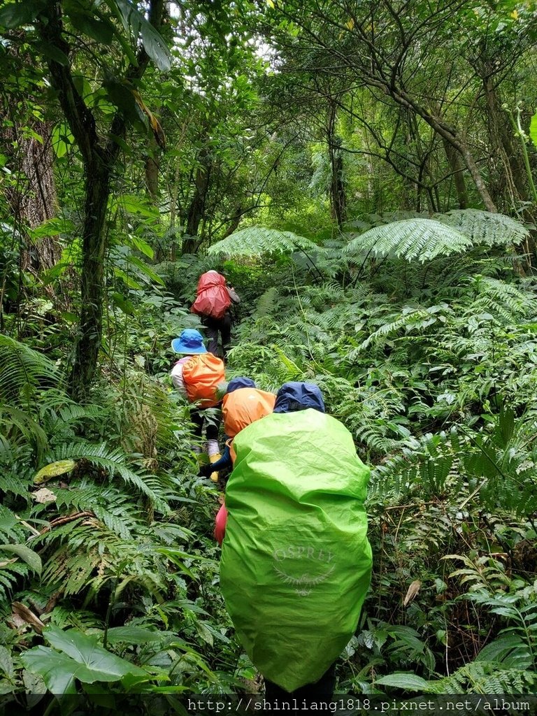 登山 親子登山 金面山 大溪金面山 桃園