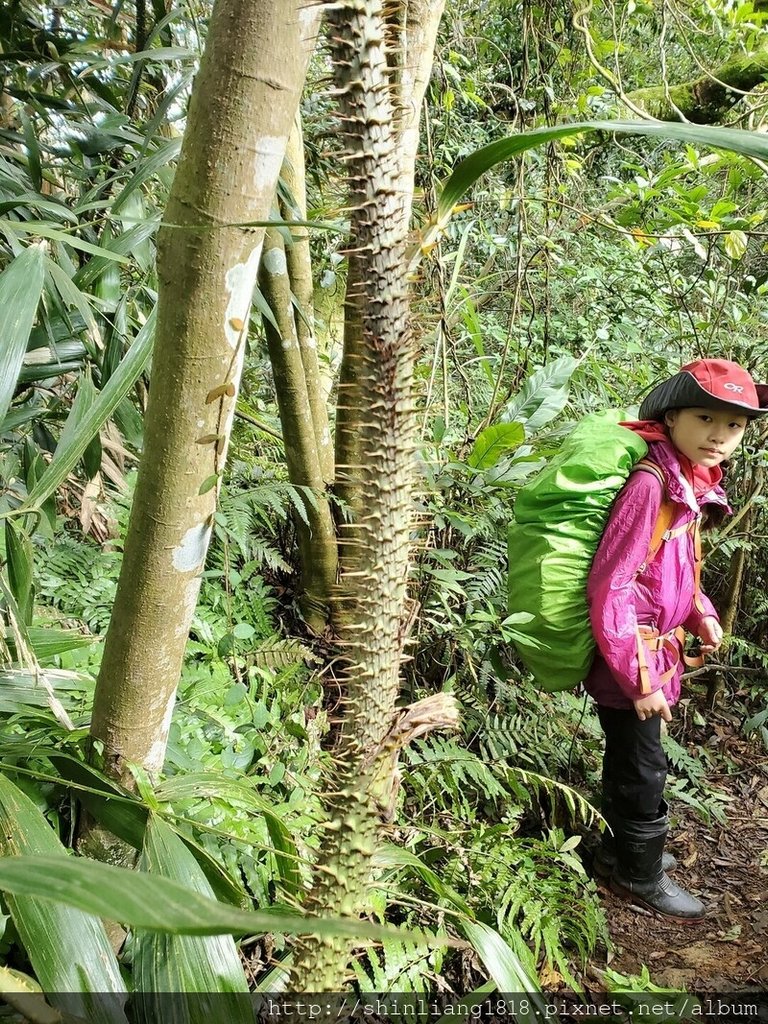 登山 親子登山 金面山 大溪金面山 桃園