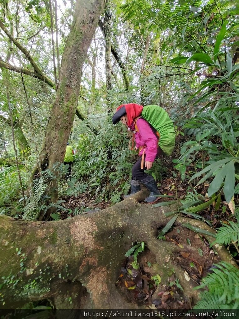 登山 親子登山 金面山 大溪金面山 桃園