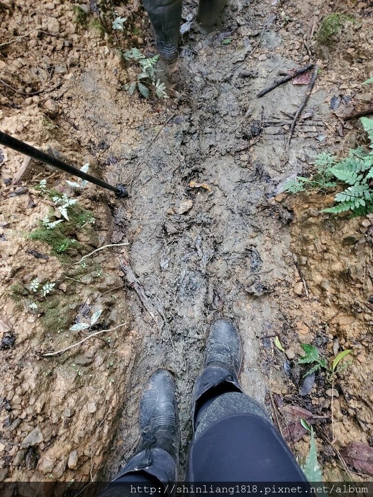 登山 親子登山 金面山 大溪金面山 桃園