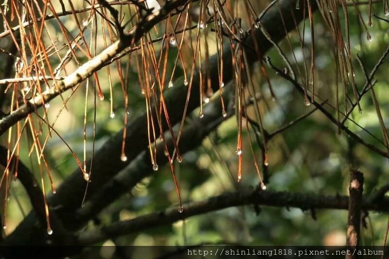 親子登山 登山 平多緃走 霧淞 元旦假期