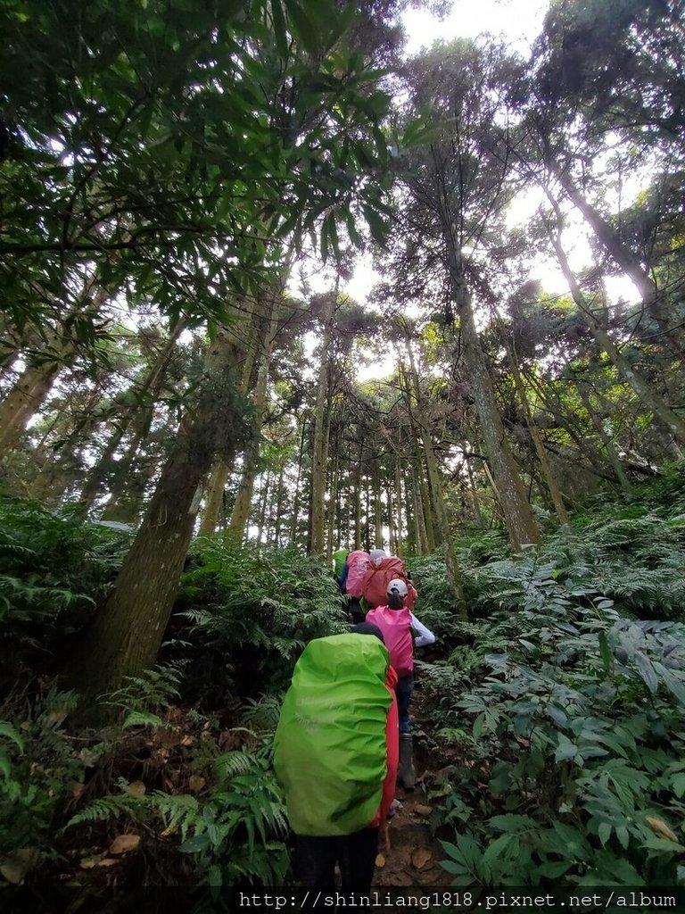 新竹 五峰 麥巴來山 親子登山 登山