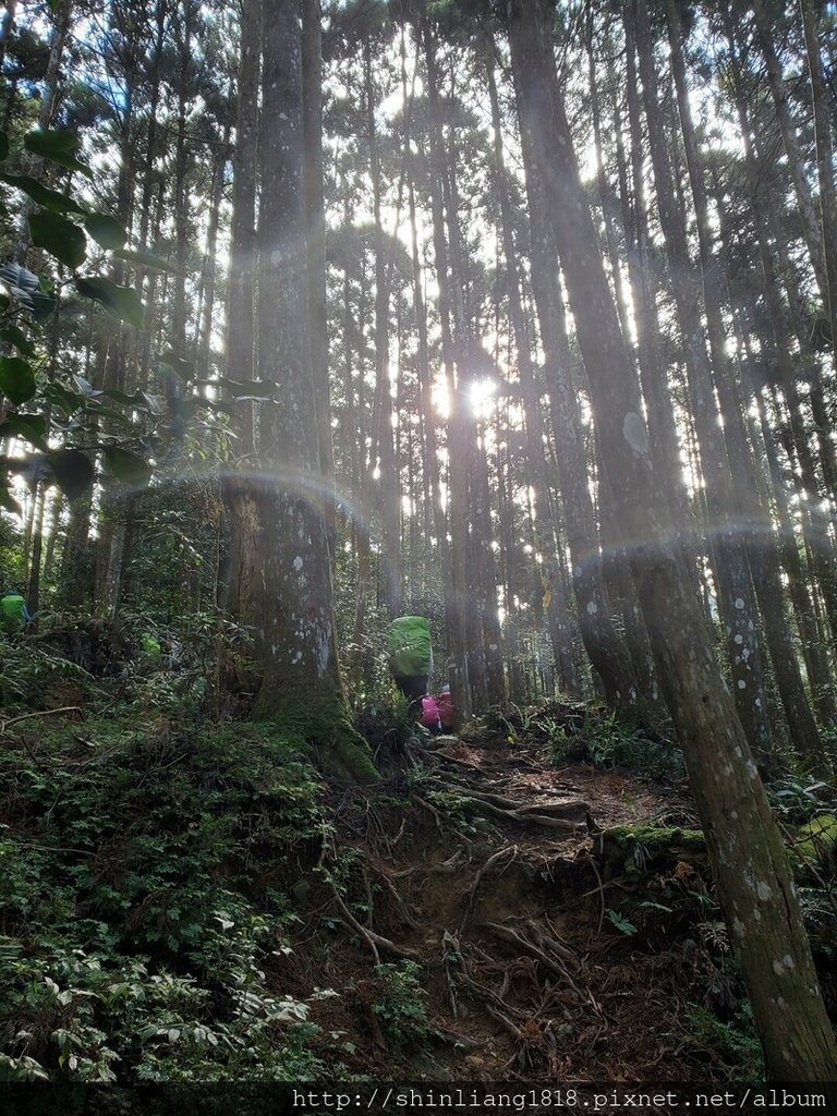 新竹 五峰 麥巴來山 親子登山 登山