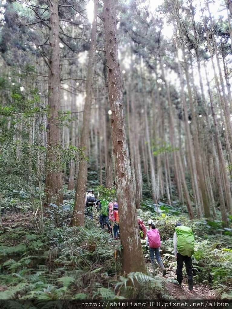 新竹 五峰 麥巴來山 親子登山 登山