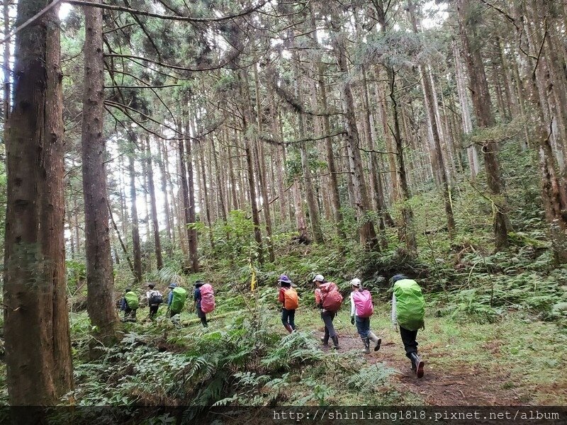 新竹 五峰 麥巴來山 親子登山 登山