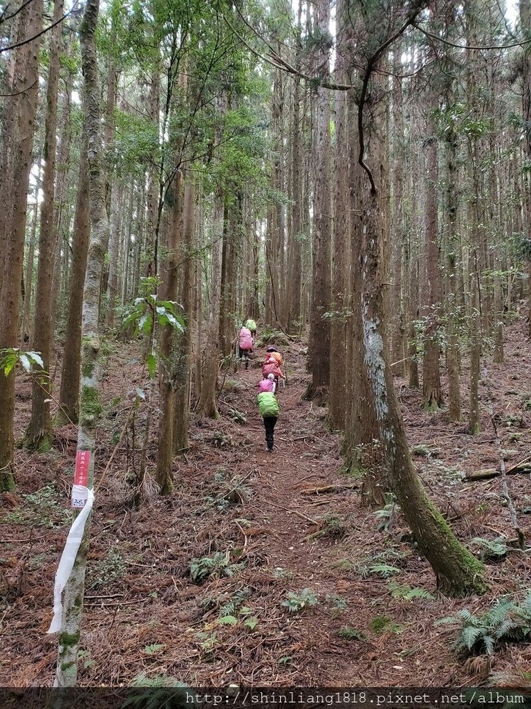 新竹 五峰 麥巴來山 親子登山 登山