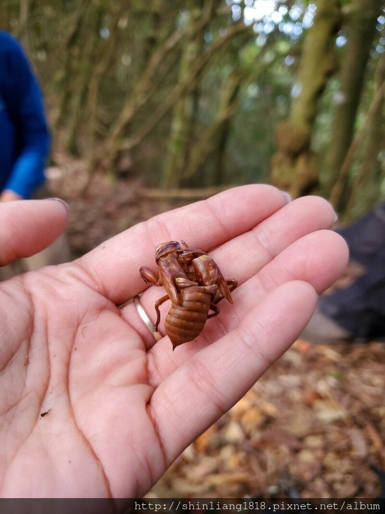 新竹 五峰 麥巴來山 親子登山 登山