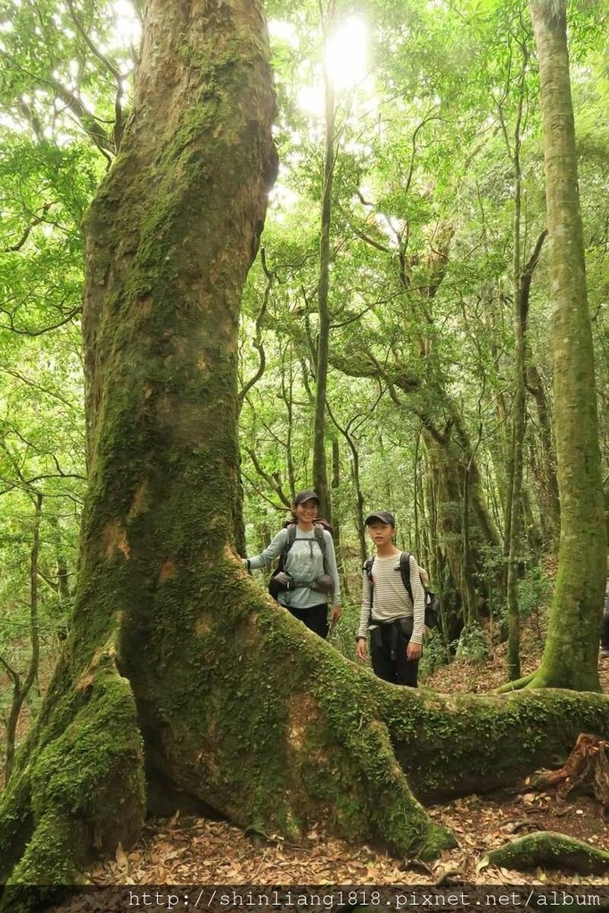 新竹 五峰 麥巴來山 親子登山 登山