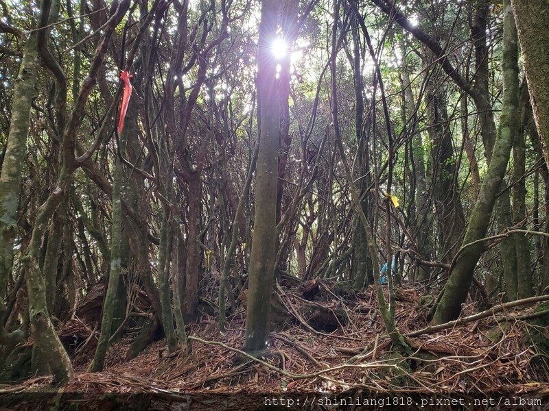 新竹 五峰 麥巴來山 親子登山 登山