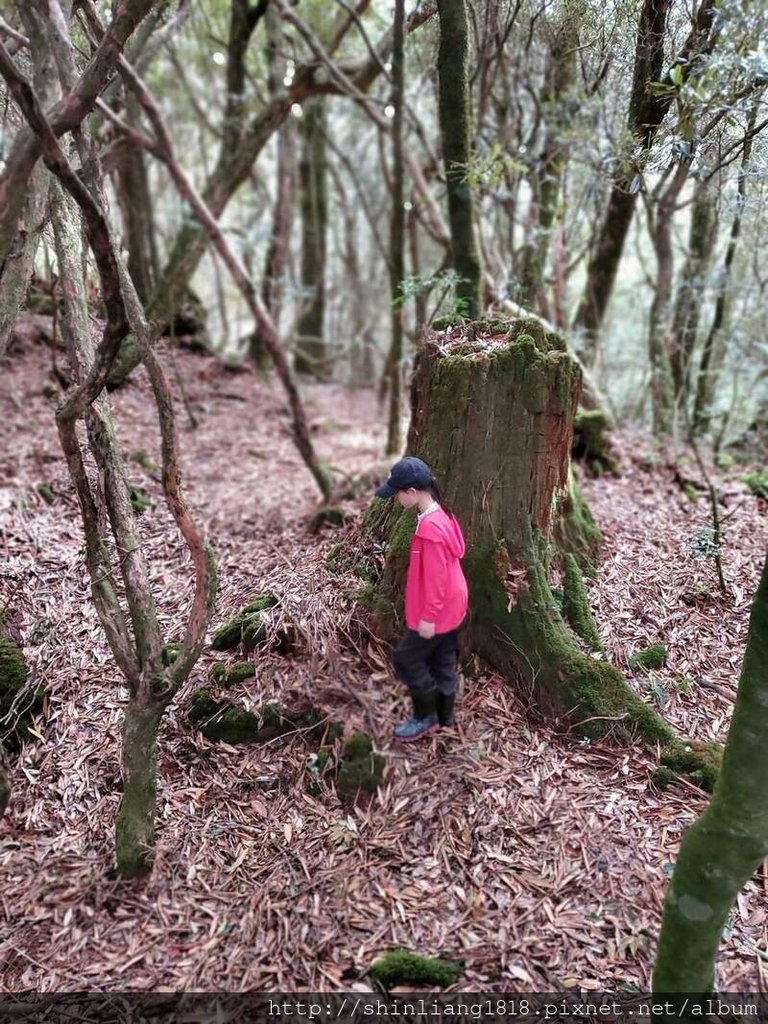 新竹 五峰 麥巴來山 親子登山 登山