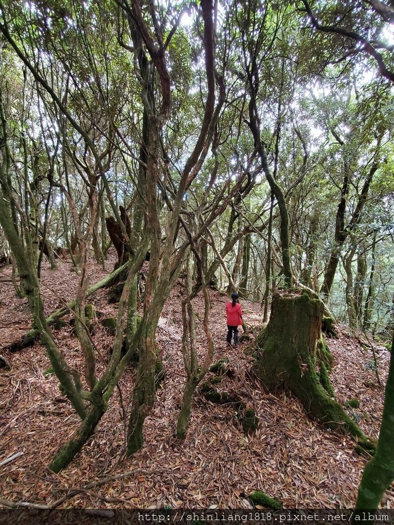 新竹 五峰 麥巴來山 親子登山 登山