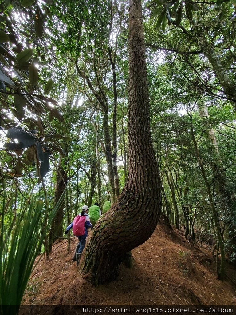 新竹 五峰 麥巴來山 親子登山 登山