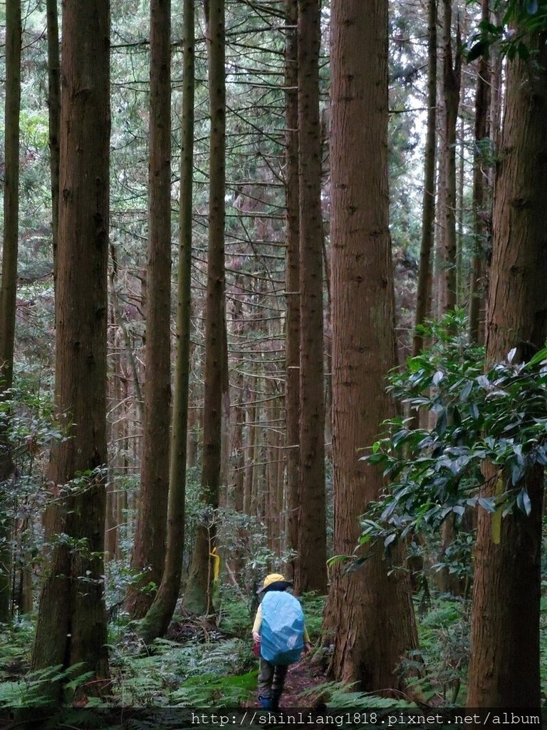 新竹 五峰 麥巴來山 親子登山 登山