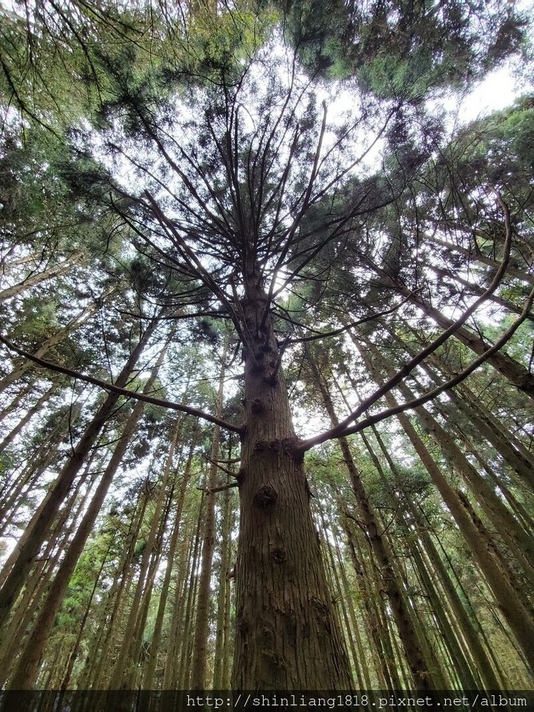 新竹 五峰 麥巴來山 親子登山 登山