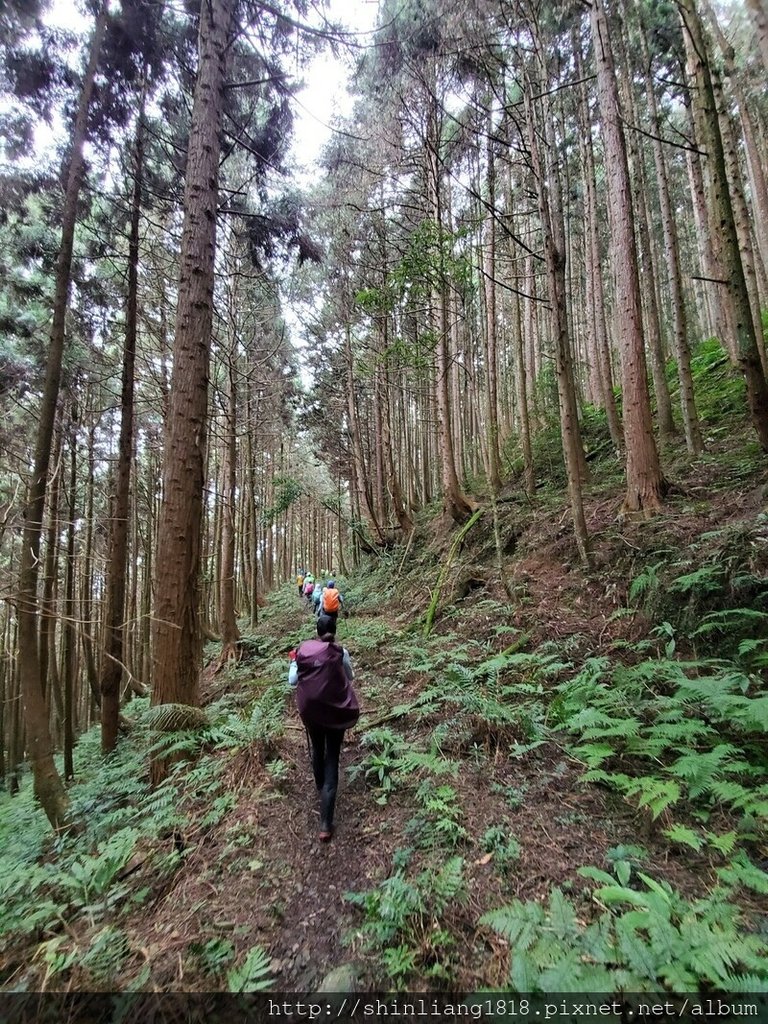 新竹 五峰 麥巴來山 親子登山 登山