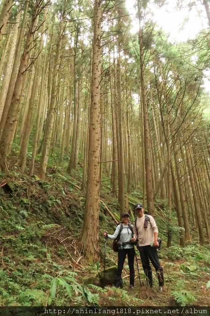 新竹 五峰 麥巴來山 親子登山 登山