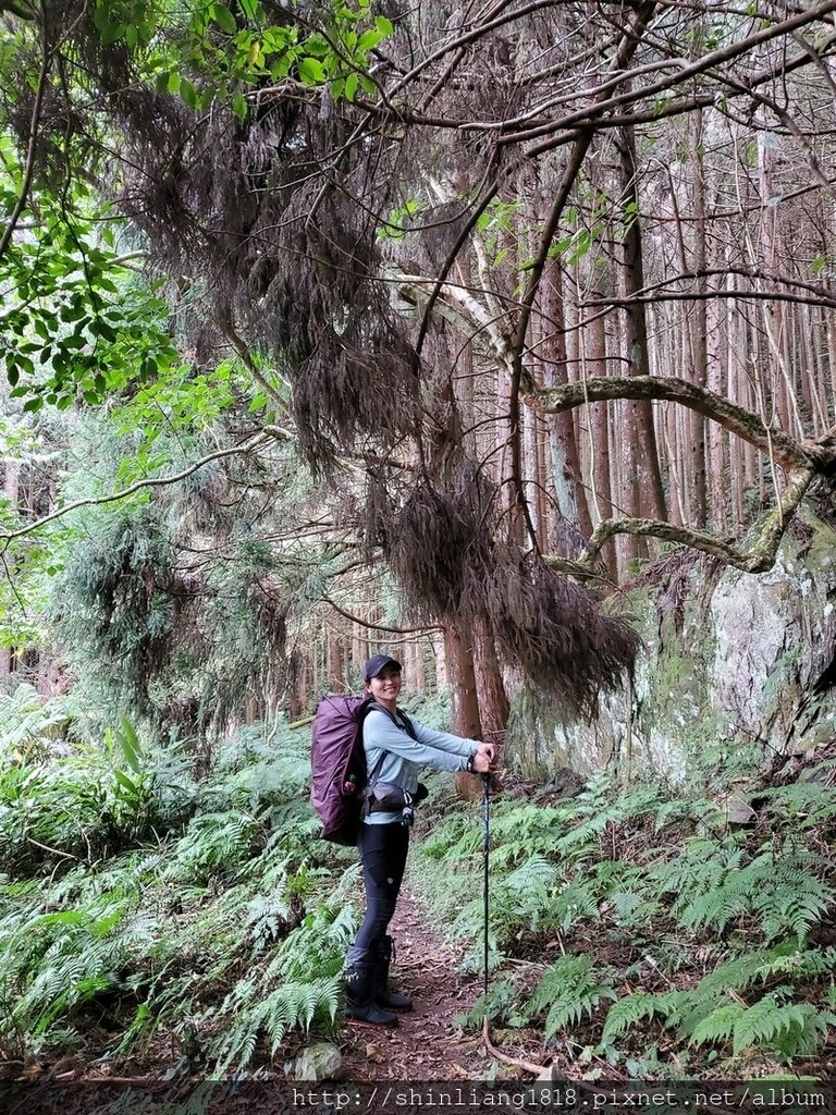 新竹 五峰 麥巴來山 親子登山 登山