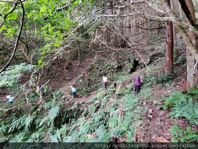 新竹 五峰 麥巴來山 親子登山 登山