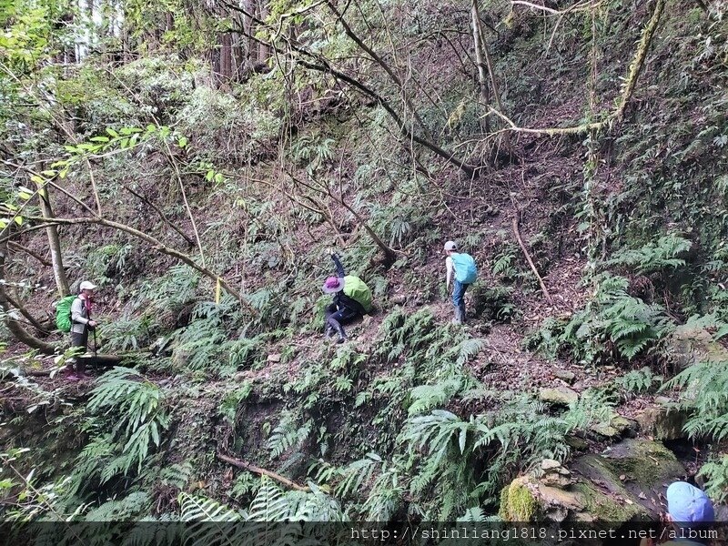 新竹 五峰 麥巴來山 親子登山 登山