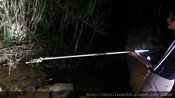 南投 桃米村 綠屋民宿 青蛙生態 溯溪