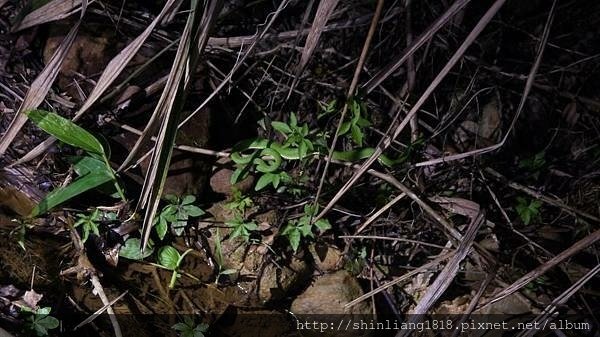 南投 桃米村 綠屋民宿 青蛙生態 溯溪