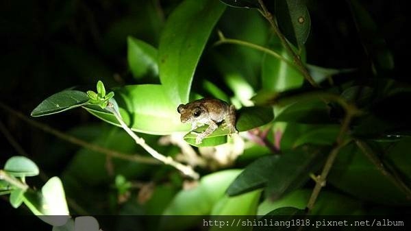 南投 桃米村 綠屋民宿 青蛙生態 溯溪