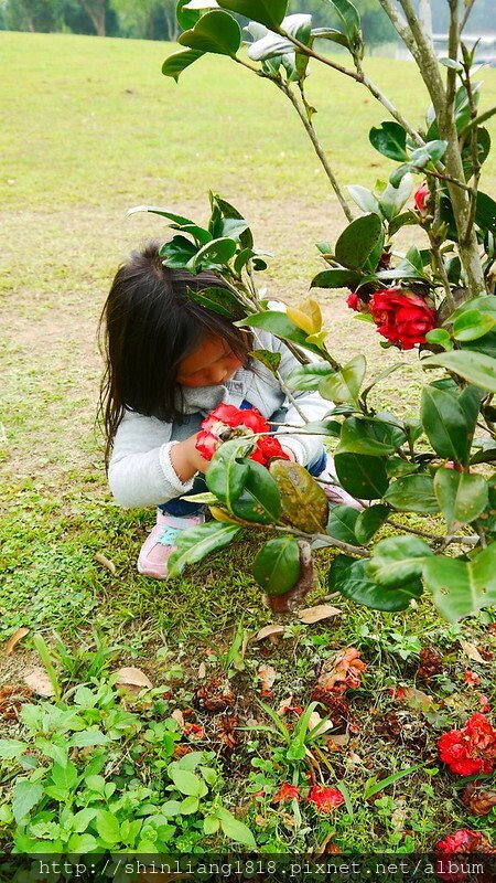 老官道 第九露 urban forest 天幕 行軍床