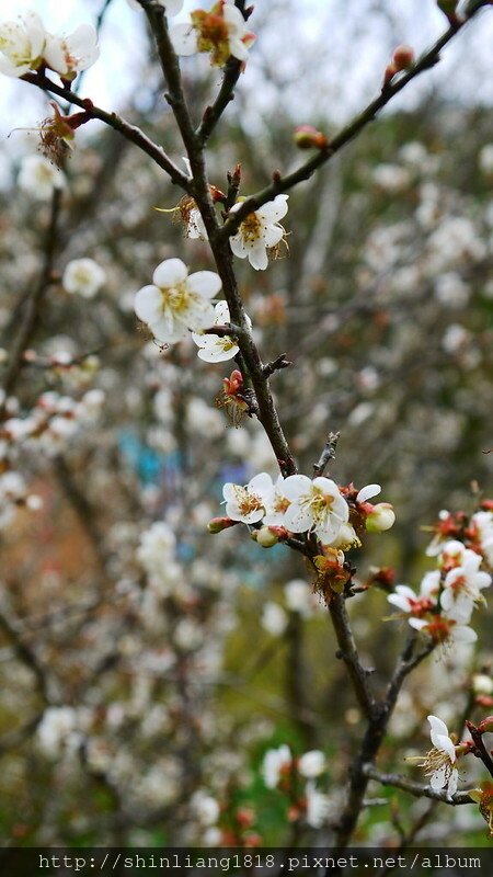 花露露 週年慶 三角旗 秘境露營區 苗栗南庄