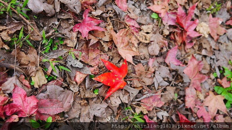 花露露 週年慶 三角旗 秘境露營區 苗栗南庄