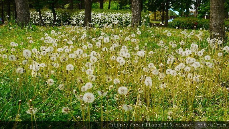 韓國露營 2015 世足公園 野餐 蛋爸花媽