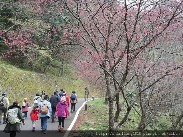 八仙山 哈露米營區 台中谷關 落櫻繽紛賞鳥樂 親子露營