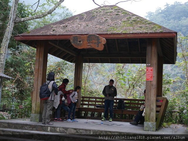 八仙山 哈露米營區 台中谷關 落櫻繽紛賞鳥樂 親子露營